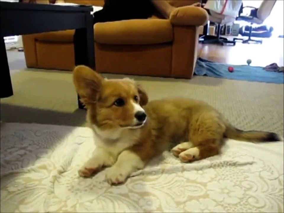 FUNNY DOG VIDEOS