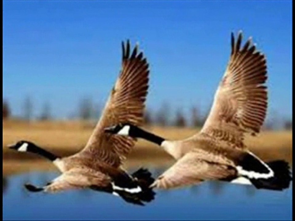 Chanson LE CHASSEUR