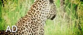 Leopard Kills Hyena   Animals Attack Animal Planet 2015   National Geographic Animals Nature