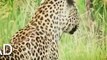 Leopard Kills Hyena   Animals Attack Animal Planet 2015   National Geographic Animals Nature