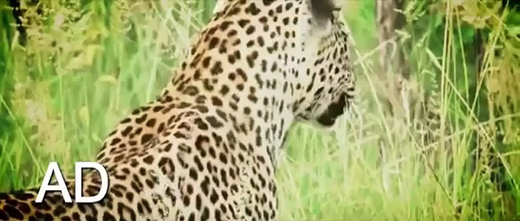 Leopard Kills Hyena   Animals Attack Animal Planet 2015   National Geographic Animals Nature