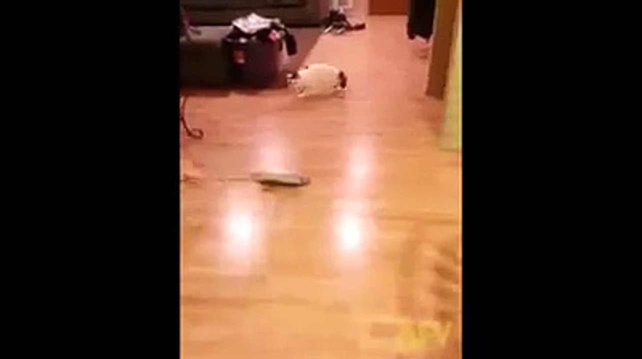Le chat Balai