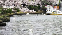 【絶景茨城】桜［4K］茨城県水戸市｜VISIT IBARAKI, JAPAN