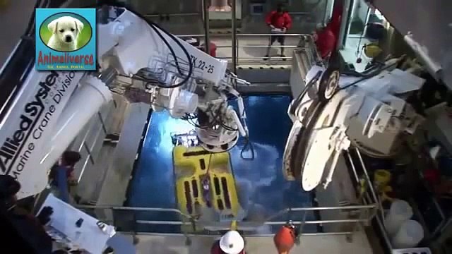 Animals of the Deep Ocean- Part 2- National Geographic Documentary