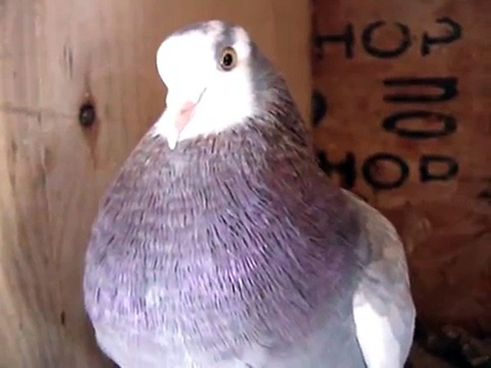 Fireball Roller Pigeon
