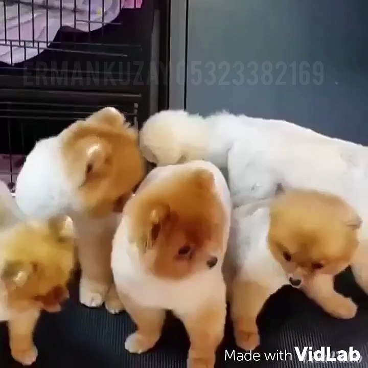 Satilik Pomeranian Boo Yavrulari