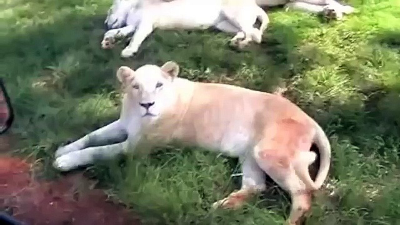 Lion World  "Big Mak" & "Mr.T" Mapogo On A Patrol