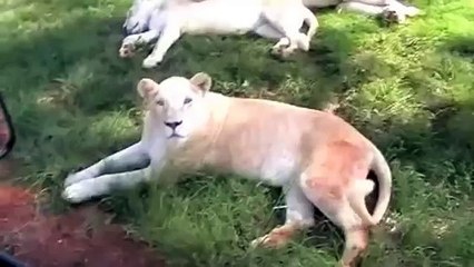 Lion World  "Big Mak" & "Mr.T" Mapogo On A Patrol