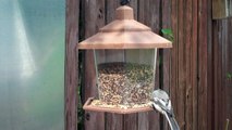 Bird feeder in Edmonton, Alberta, Canada. Small birds in HD.