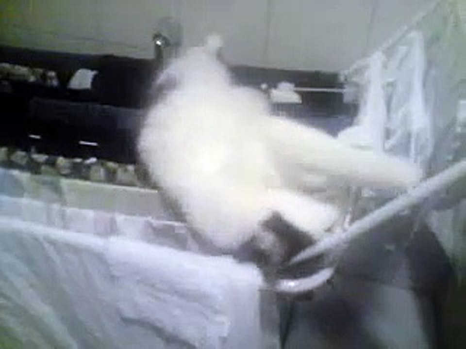 Katze mit Anfall