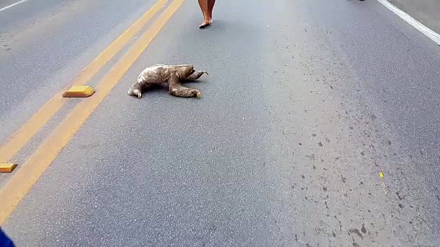 Internauta flagra bicho preguiça atravessando tranquilamente a pista