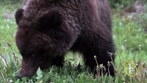 Grizzly Bears (Ursus arctos horribilis) in Banff National Park