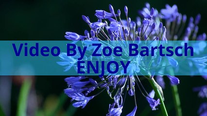 Soft music W/ [SHORT] nature videos