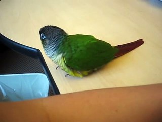 Clingy Green Cheek Conure