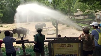 Elephants beat the heat at South Korea zoo