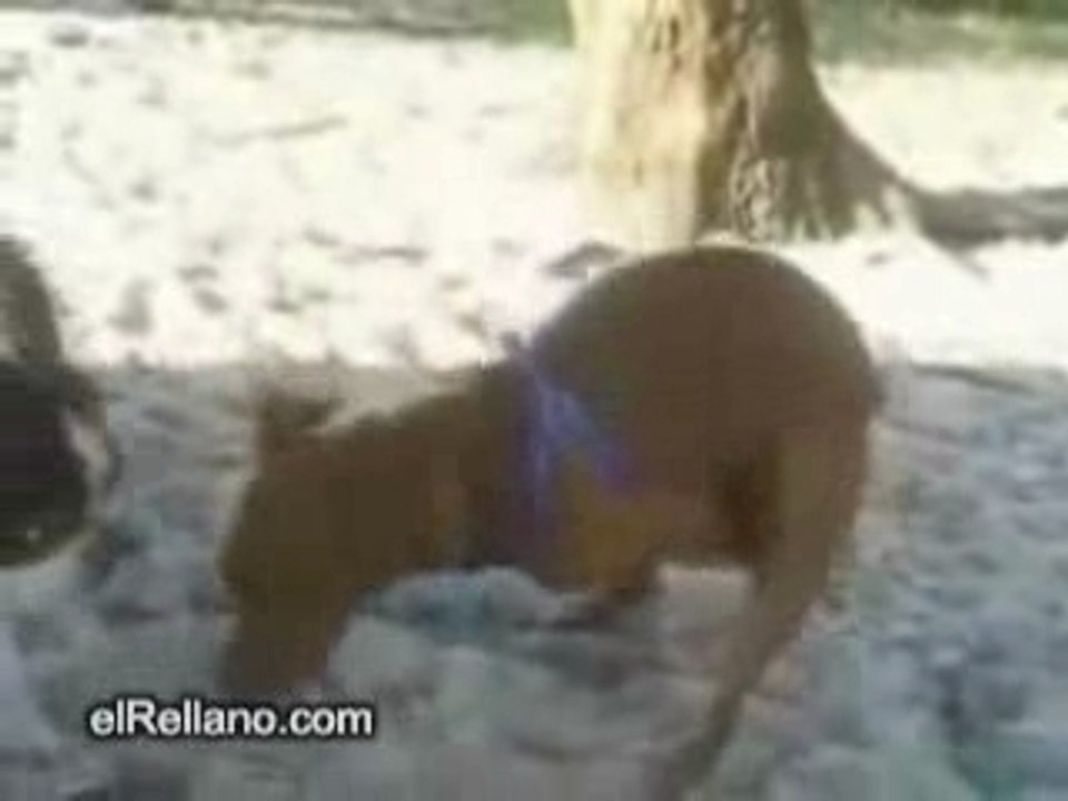 der kann es  gay dog