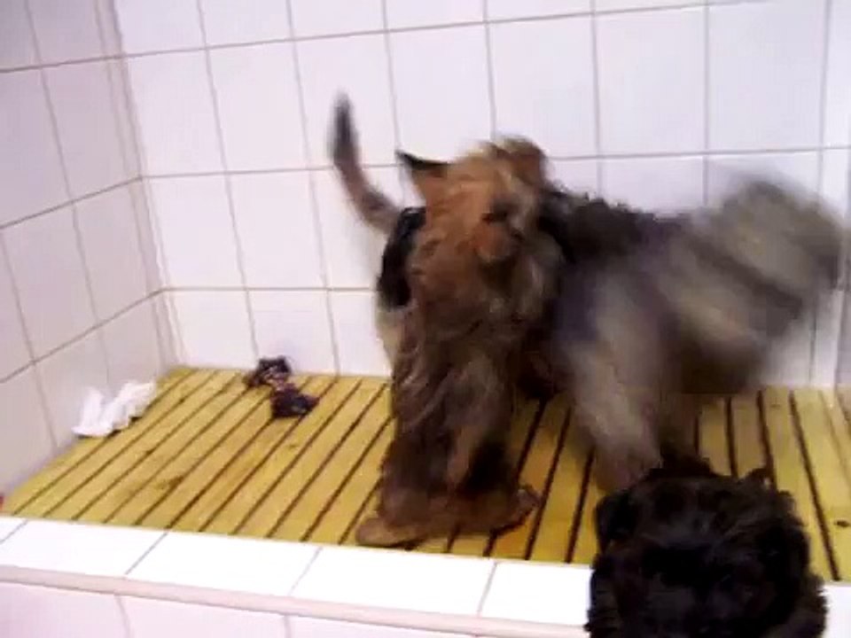 Glen Of Imaal Terriers - Faiting family