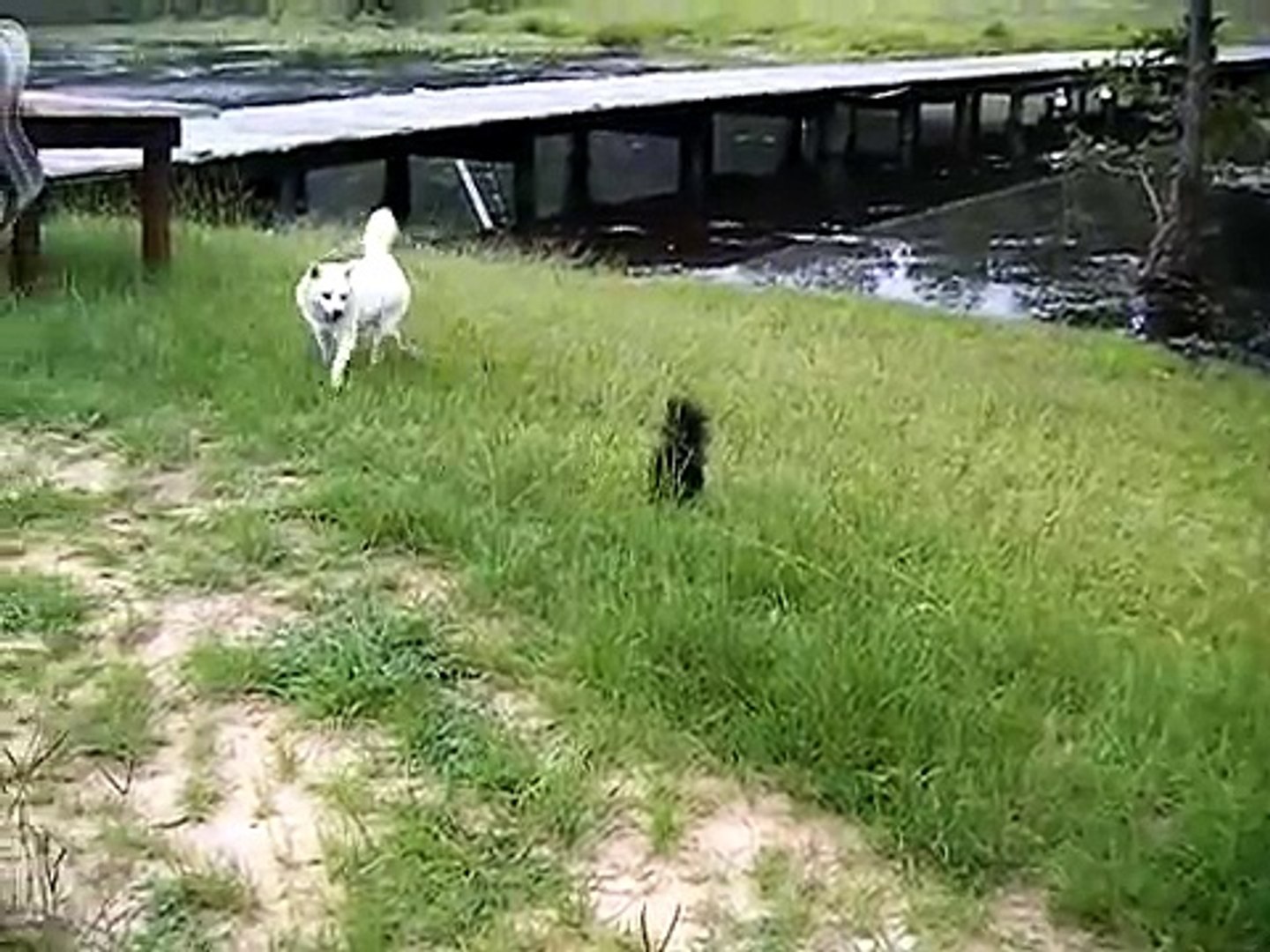 Dog Meets Skunk - The Rest of the Story