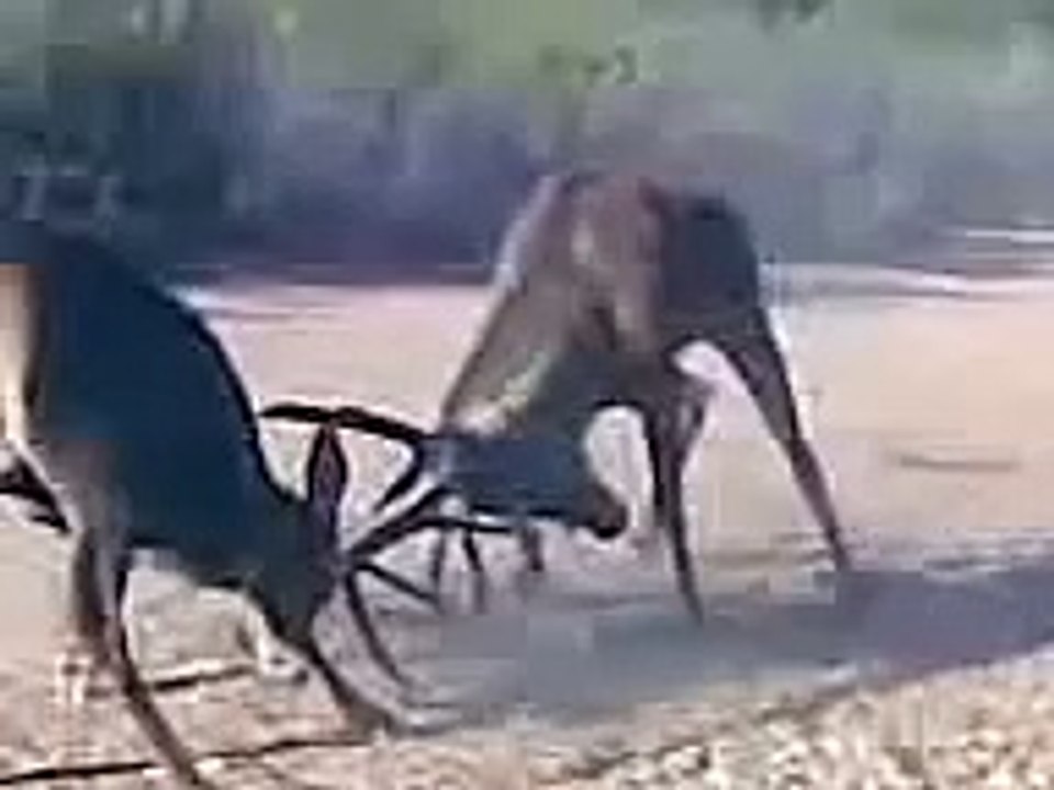 Pelea de venados en la Berrea (Los Alares)