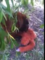 Chinese Bear Coat Shar Pei, Ozzy, 'killing' his monkey