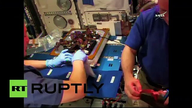 Mira cómo estos astronautas comen la primera verdura cosechada en el espacio