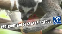 Le zoo de Séoul distribue des glaces à ses animaux