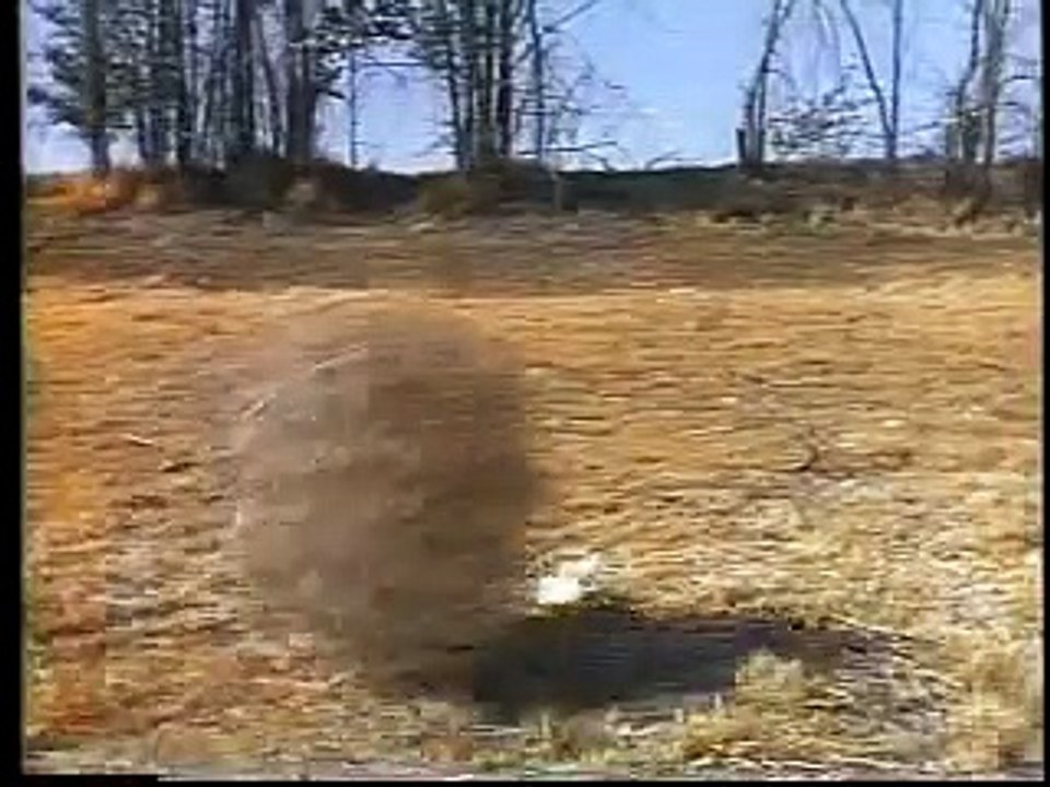 Captain Beefheart - Ice Cream for Crow (HIgh Resolution)