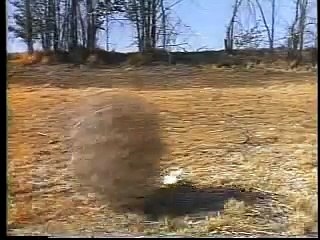 Captain Beefheart - Ice Cream for Crow (HIgh Resolution)