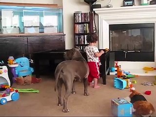 KID GETS ATTACKED BY PITBULL! CAUGHT ON TAPE