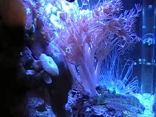 JBJ nano cube 24gal.