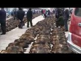 Alto a las Fabricas de pieles Chinas - No mas Animales despellejados vivos!!!