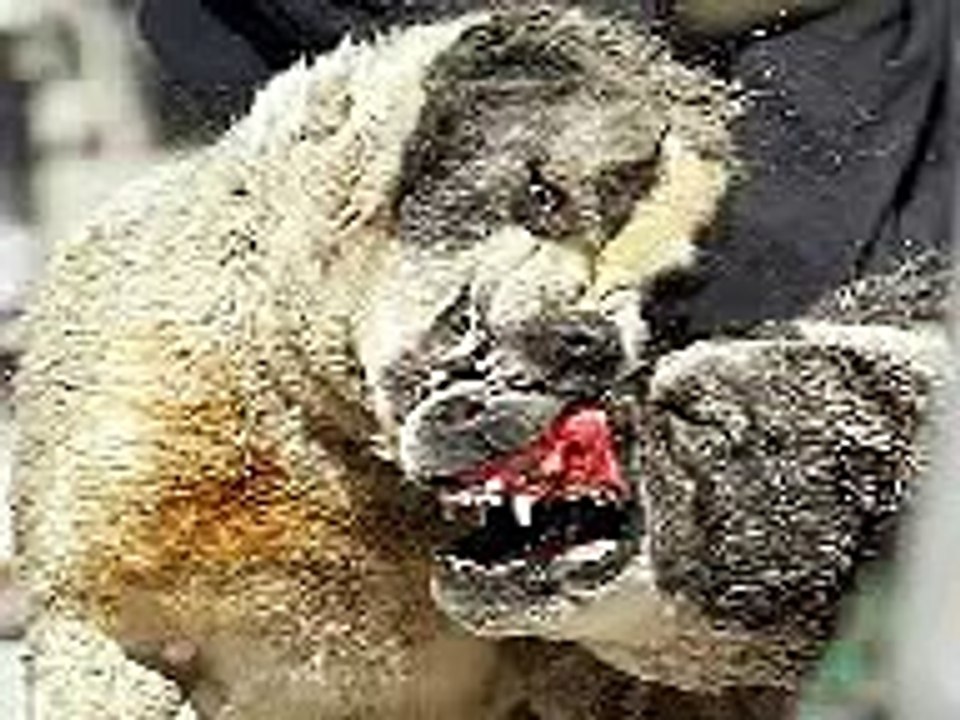 Pelea de perros, Pitbull vs rotwailer