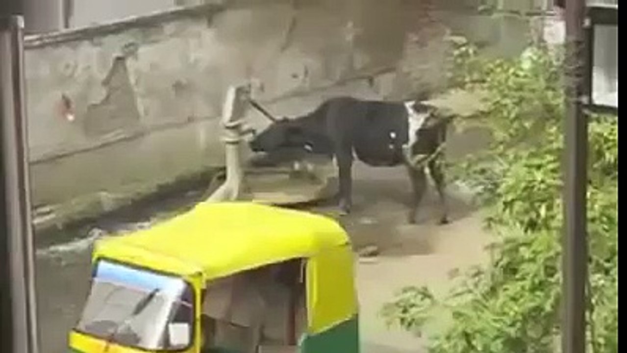 funny vid