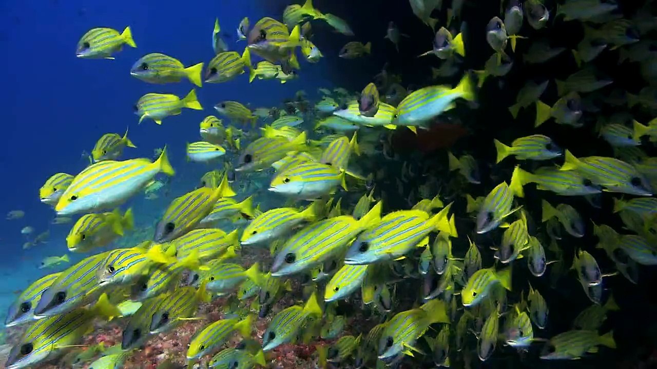 fondo de pantalla de peces  en HD  con movimiento