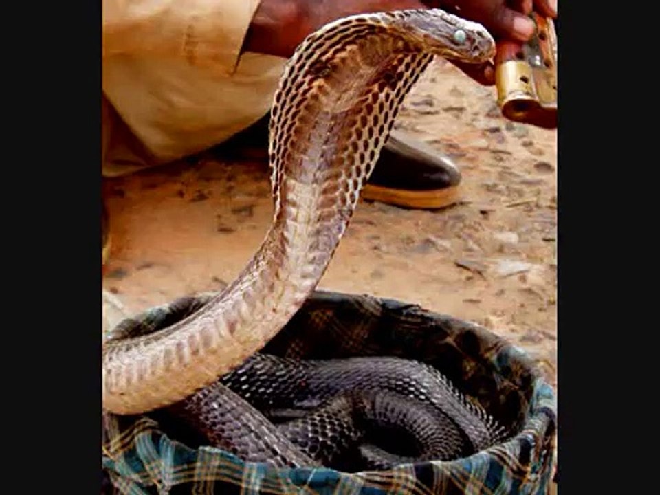 Nagin Saaz in Pashtoo Rabab Must Watch !!