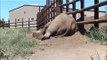 Asian Elephant: NICHOLAS TAKES A NAP