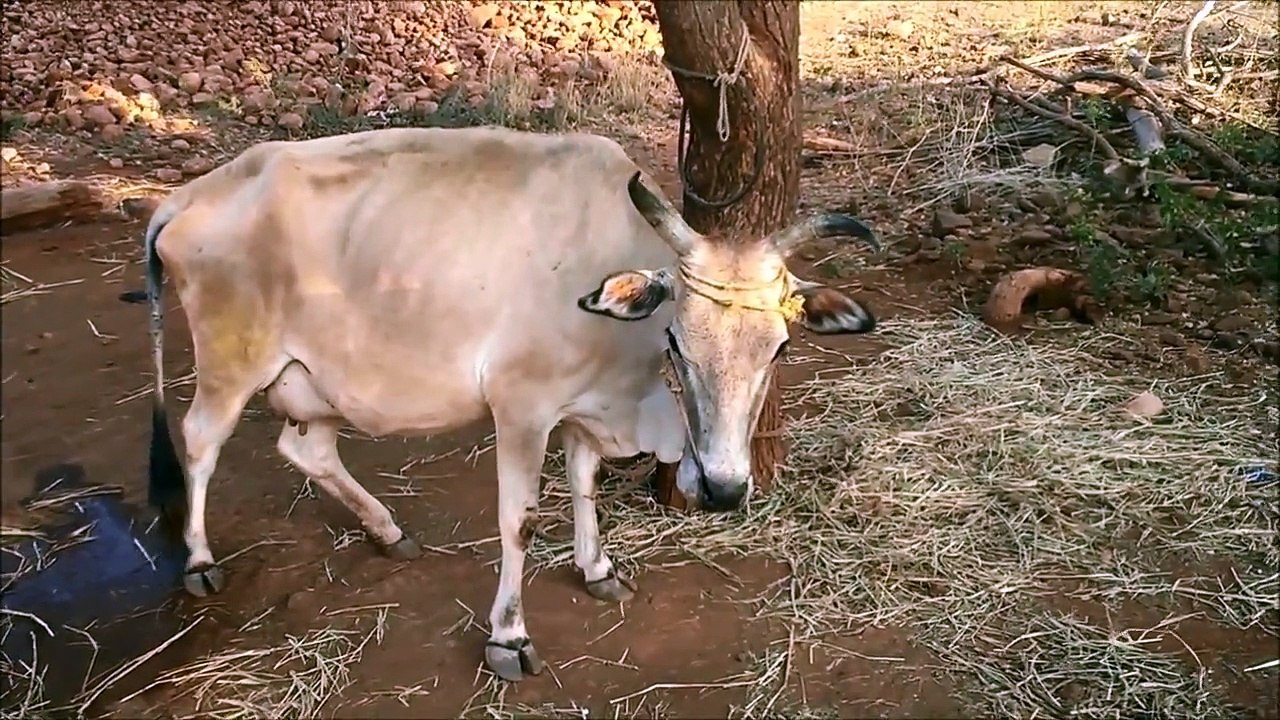 Short cut method to check RABIES DISEASE symptoms in a cattle