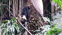 White-faced Capuchins Feasting on Palm Fruit