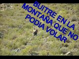 BUITRE LEONADO QUE NO PODIA VOLAR.