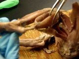 Cat dissection - leg muscles