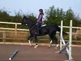 Jan - 10 year old Warmblood gelding