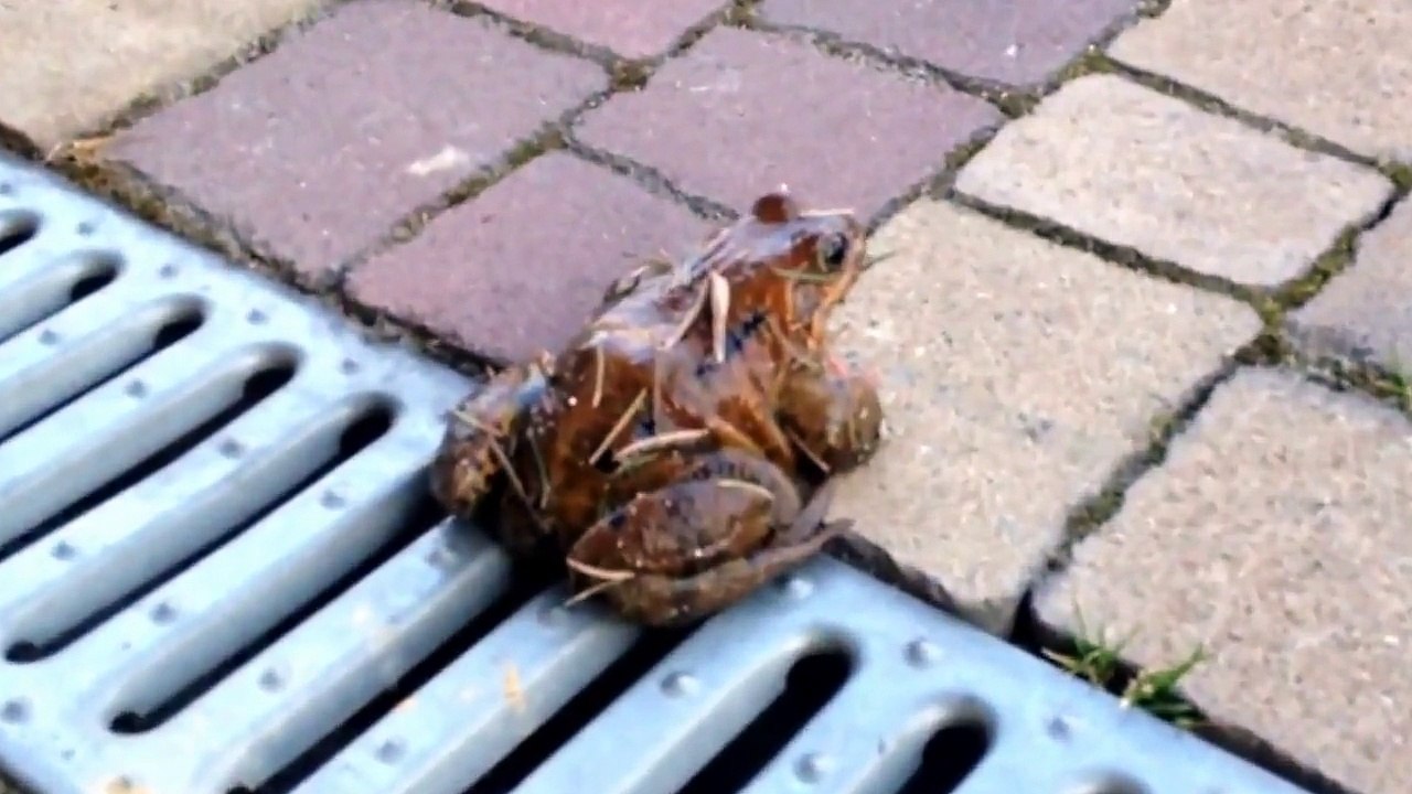 ŻABA SKACZE!!! Zwierzęta #2