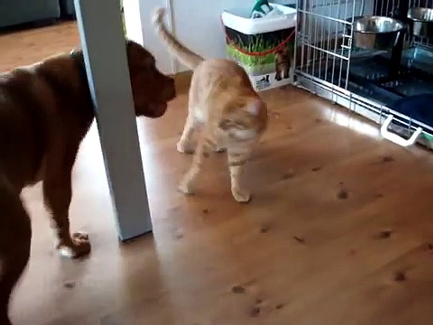 Cat versus puppy Dog
