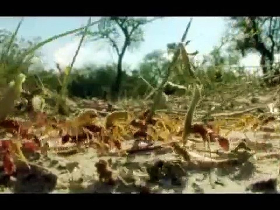 Grass Cutter Ant, Gran Chaco Argentina