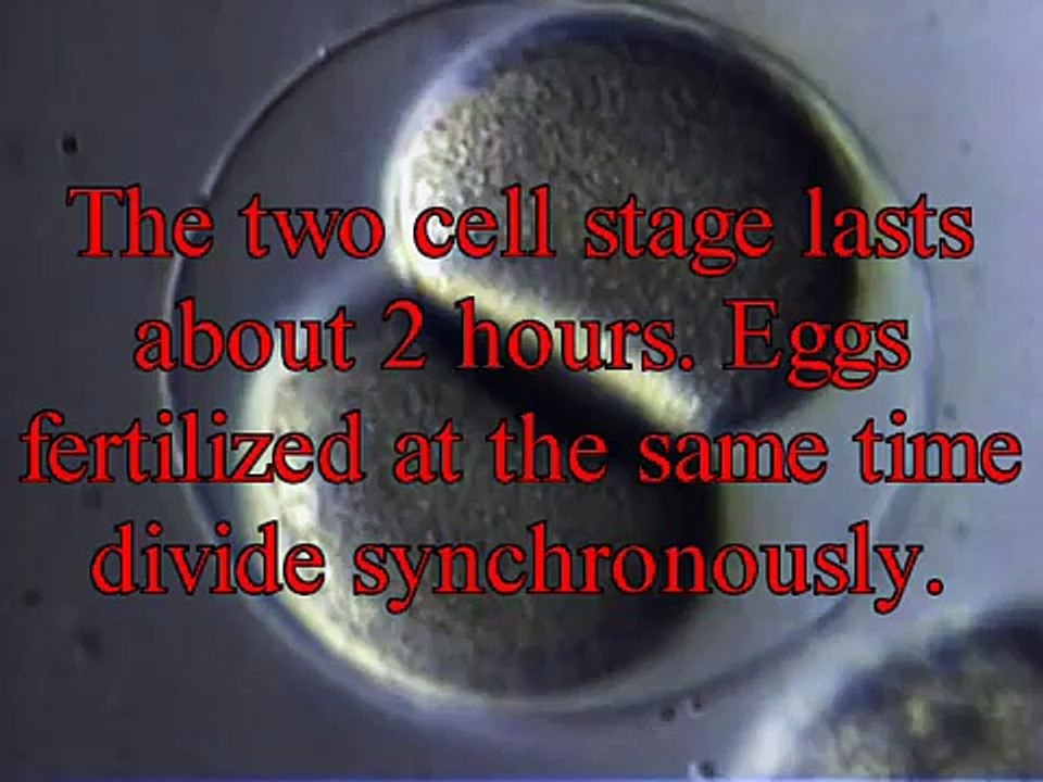 Sea Urchin egg developing until gastrula