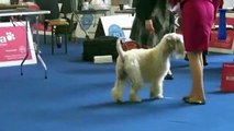 Irish Soft Coated Wheaten Terrier  World Dog Show 16 05 2013 Male junior