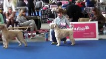 Irish Soft Coated Wheaten Terrier  World Dog Show 16 05 2013 Comparison on BOB and BOS