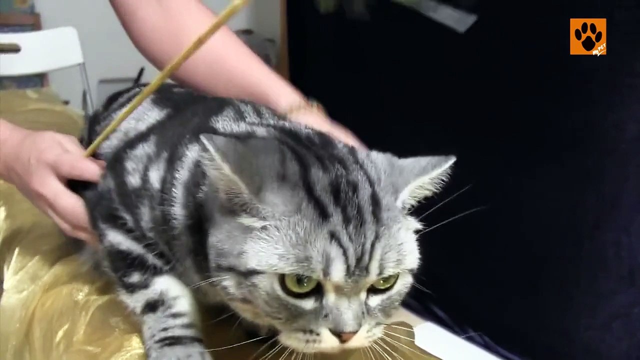 美國短毛貓 American Shorthair 飼養及護理【My Pet寵物閑情】