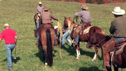 Cattle Branding with Circle B Ranch