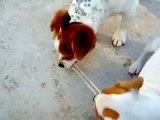 JACK RUSSEL SANLURI   -TIRO ALLA FUNE-